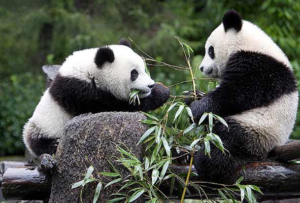 PANDAS EN ESTADO VULNERABLE POR SU ALIMENTACIÓN