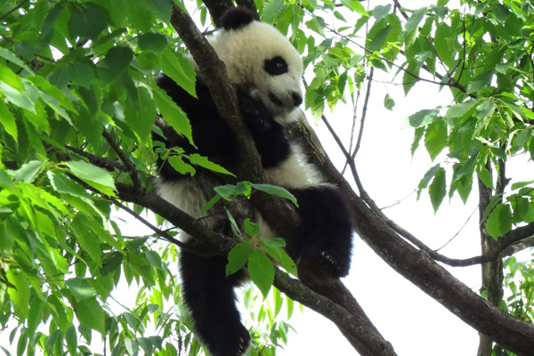 Documental de Osos pandas Gigantes