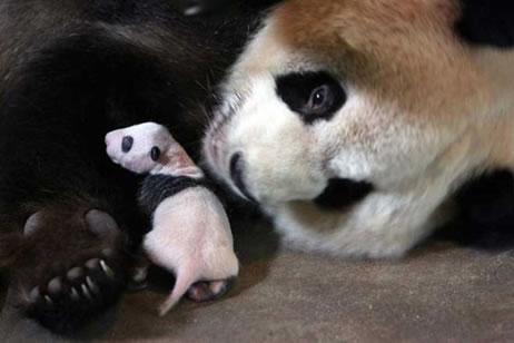 ENSAYO  DEL  ARTÍCULO  EL OSO PANDA.