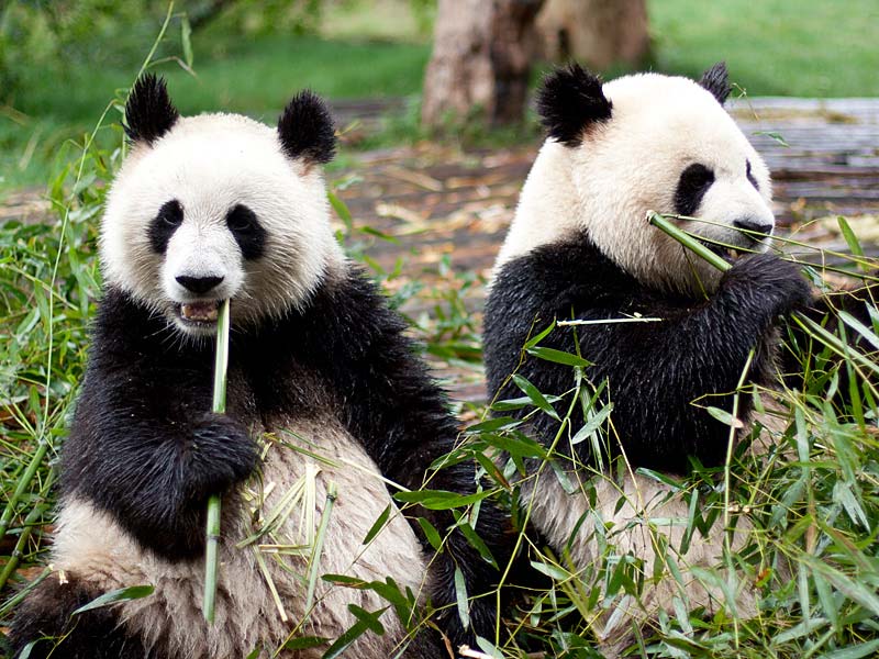 Ensayo "La vida de los pandas"