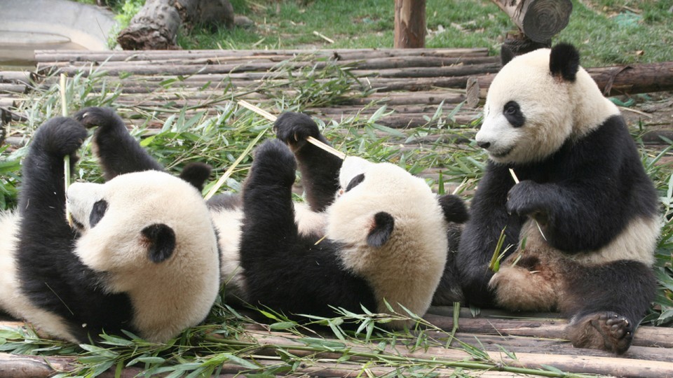 Los pandas gigantes Los animales mas bellos del mundo