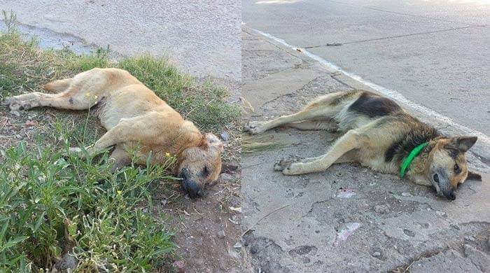 MUEREN MÁS DE 20 MASCOTAS EN PALLATANGA