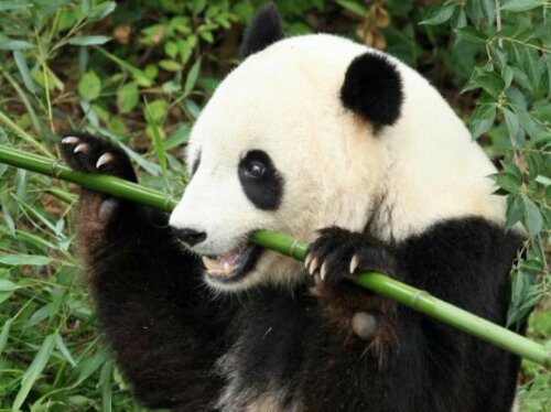 ¿Como se alimenta el oso panda gigante? 