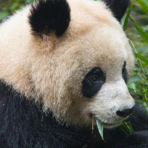 Los requerimientos nutricionales del oso panda.