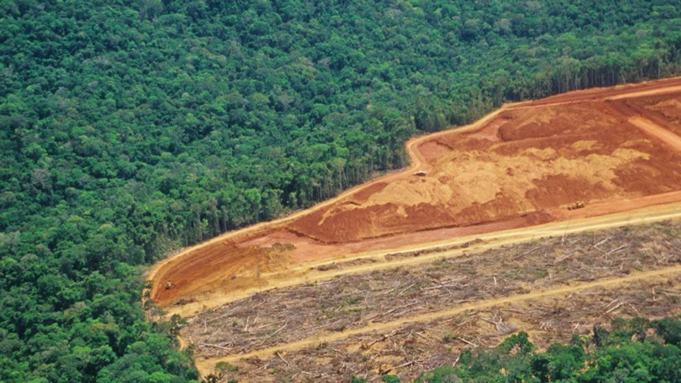 LA DEFORESTACIÓN DE LAS AMAZONAS AVANZA DURANTE LA PANDEMIA