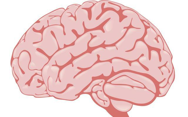 MECANISMOS CEREBRALES