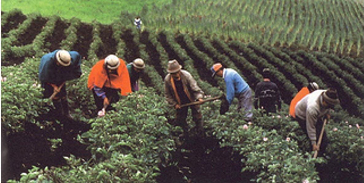 La pobreza en el área rural se redujo en el país