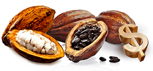 HISTORIA DEL CACAO