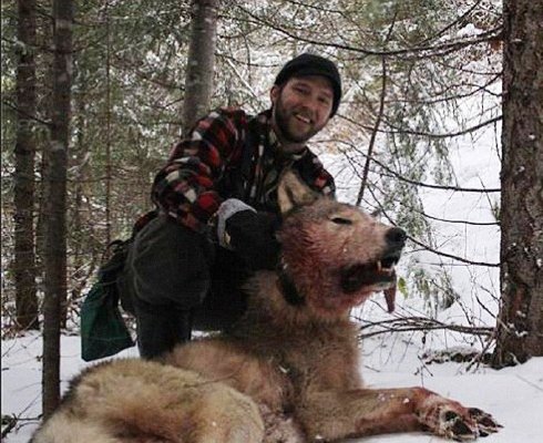 Una situación ha llegado tanto por la destrucción de su hábitat natural como la caza indiscriminada por parte del hombre