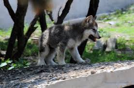 Los últimos 500 lobos rojos