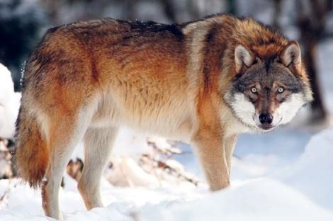 Los lobos rojos son muy sociables, el lobo rojo es un animal que por lo  general caza solitario.