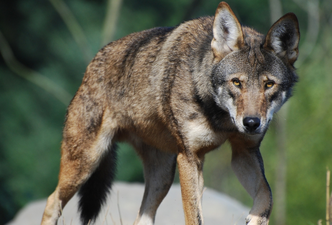 lobo rojo