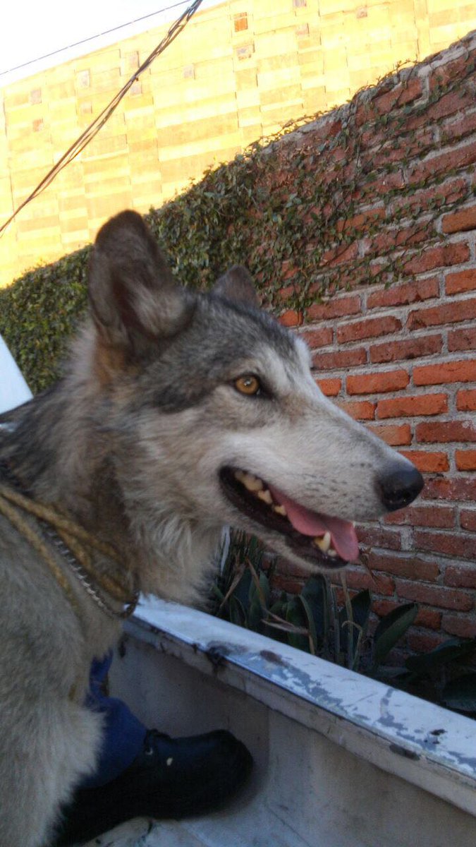 Lobo mexicano deambulaba en Cuernavaca