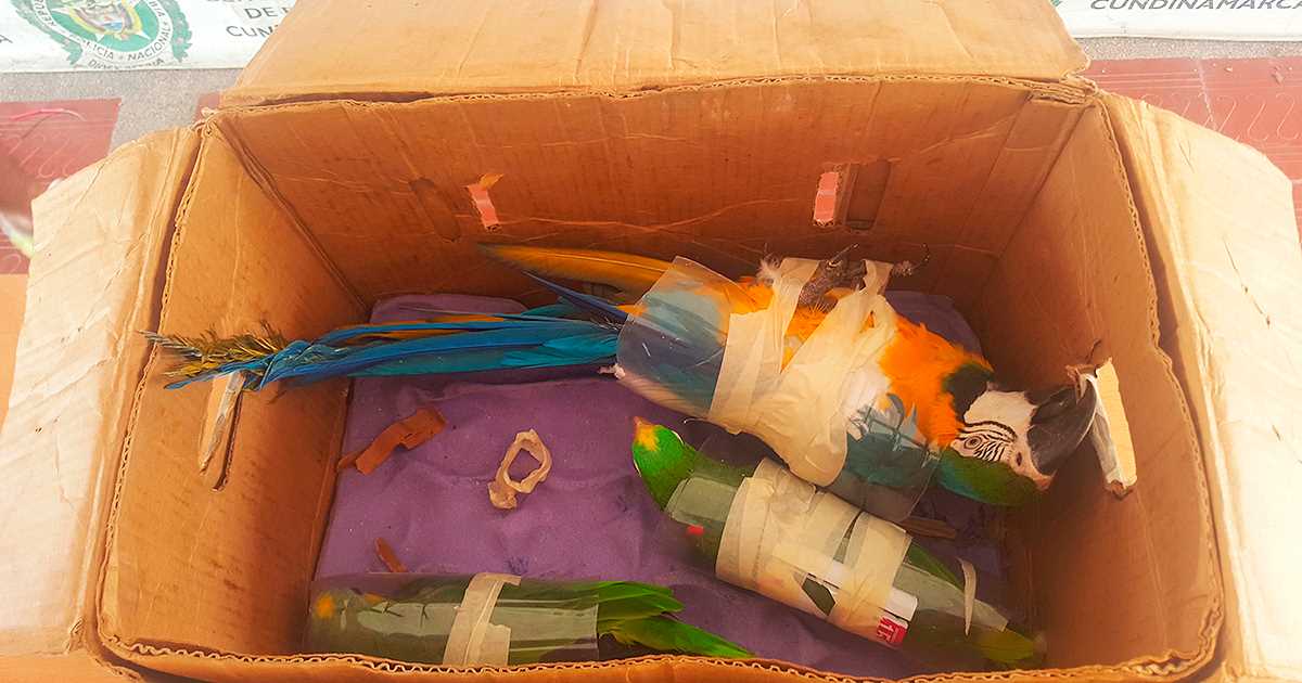 Aves, las más impactadas por el tráfico de fauna en Bogotá