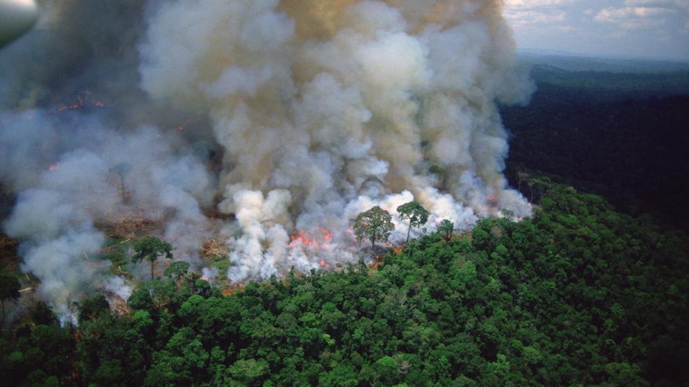 Amazonia colombiana concentró 85 por ciento de la deforestación durante último trimestre de 2019
