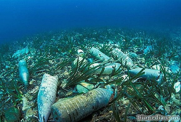 La contaminación del océano llega a los 10.000 metros de profundidad