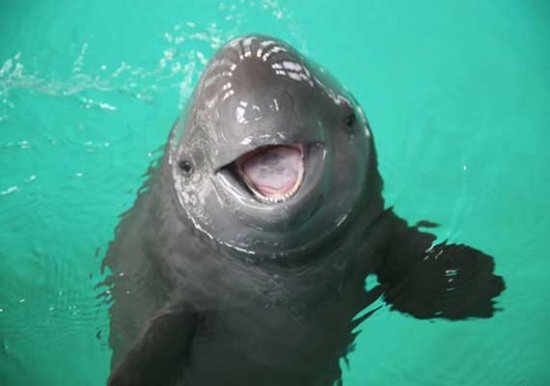 Características de la Vaquita Marina 