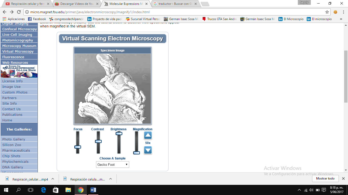 Virtual Scanning Electron Microscopy