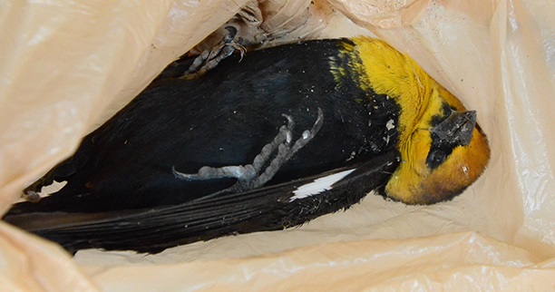 Muerte masiva de aves en Irapuato puede ser por contaminación