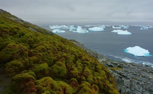 La Antártica se está volviendo verde por el calentamiento global