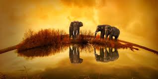 Impacto del cambio climático en los animales está "subestimado", según estudio