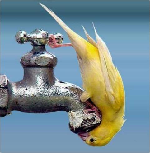 El hombre, las plantas, los animales se mueren sin el agua.