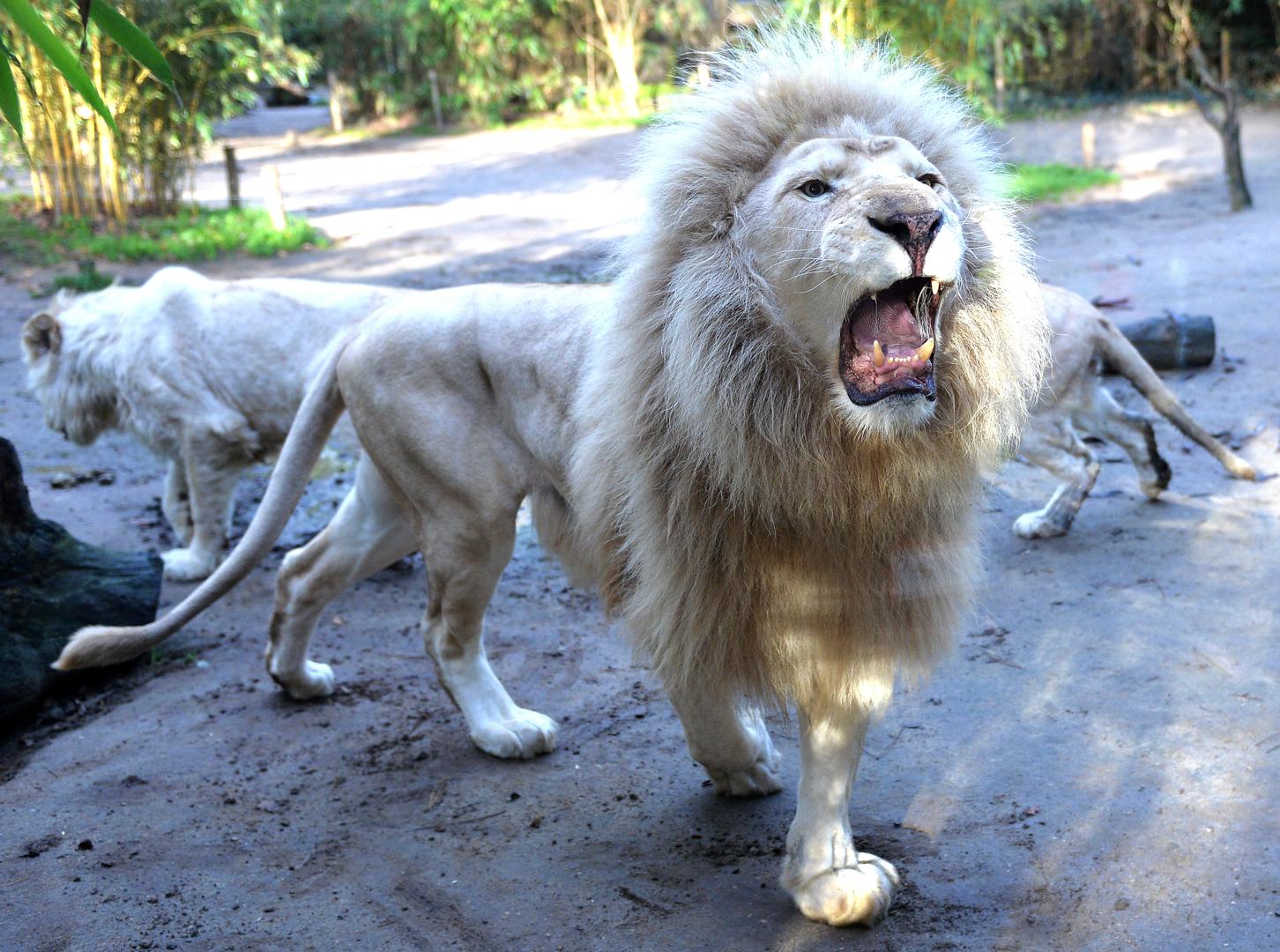 El León Blanco