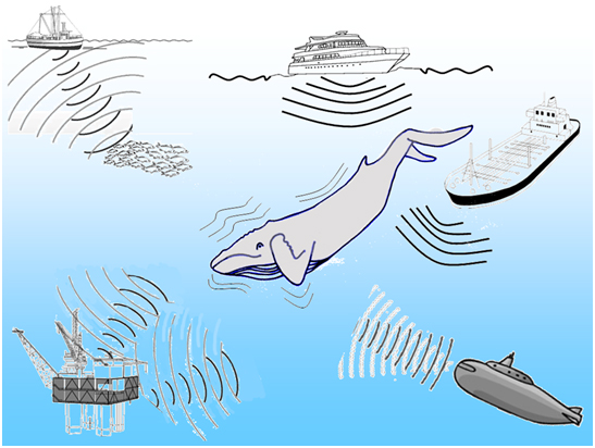 Contaminación acústica: nuevo peligro del oceano