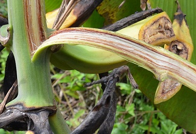 Cultivos de plátano y banano vigilados para el control del Moko