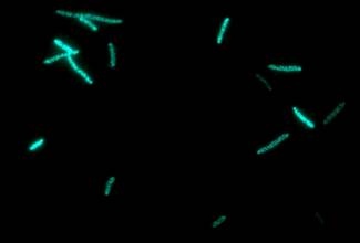 Usan bacterias como factorías para producir fármacos contra el cáncer