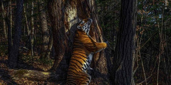 Premio de fotografía del año: un tigre que abraza a un antiguo árbol