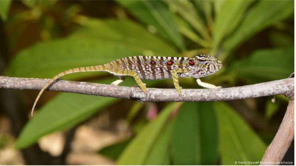 Se halla especie de camaleón desaparecido de hace 100 años en Madagascar