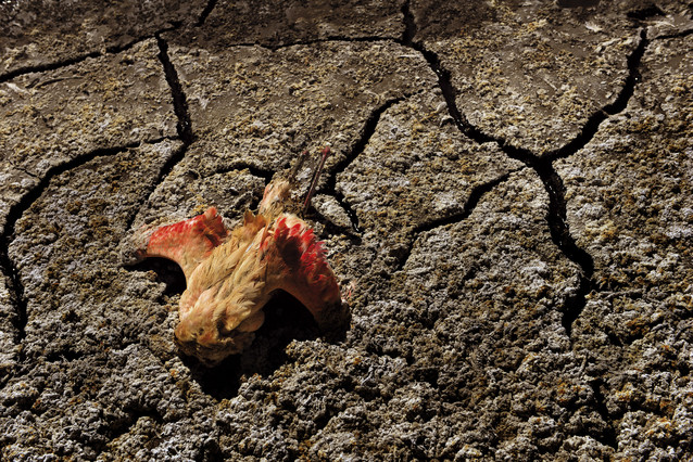 La tierra dándose por vencida a la extinción. 
