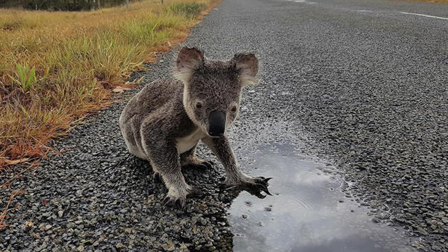 INFORMACIÓN SOBRE KOALAS