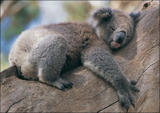 ALIMENTACIÓN DE LOS KOALAS