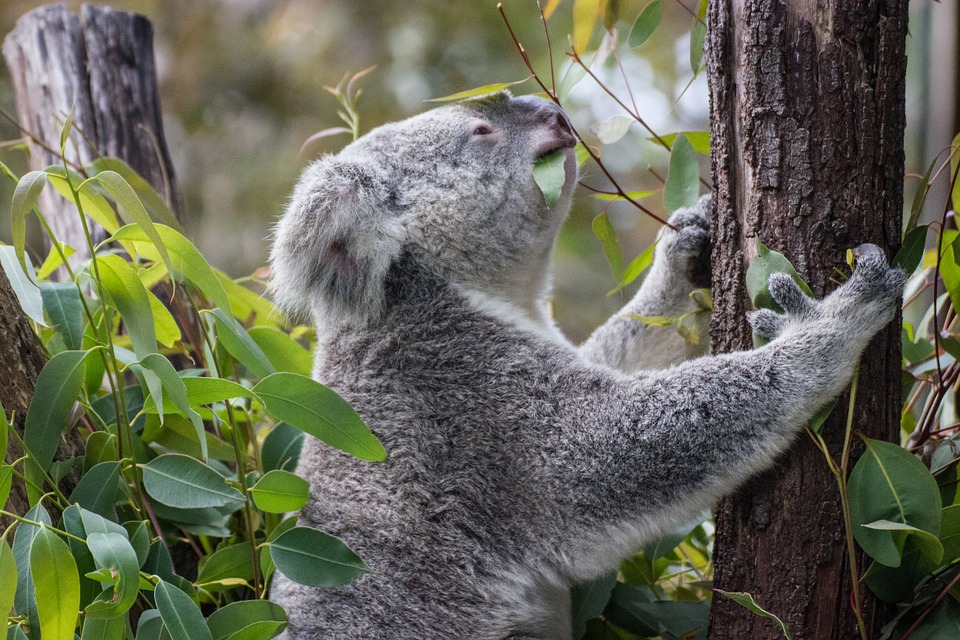 KOALA QUE ESCALA POR UN ÁRBOL, COMIENDO HOJAS A SU PASO