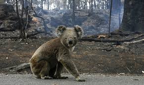 KOALA CRUZANDO UNA CARRETERA EN EL FONDO SE PUEDE OBSERVAR UN INCENDIO FORESTAL