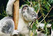 MARSUPIALES; KOALAS Y CANGUROS.