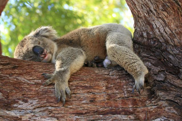 EL KOALA Y SUS HÁBITOS