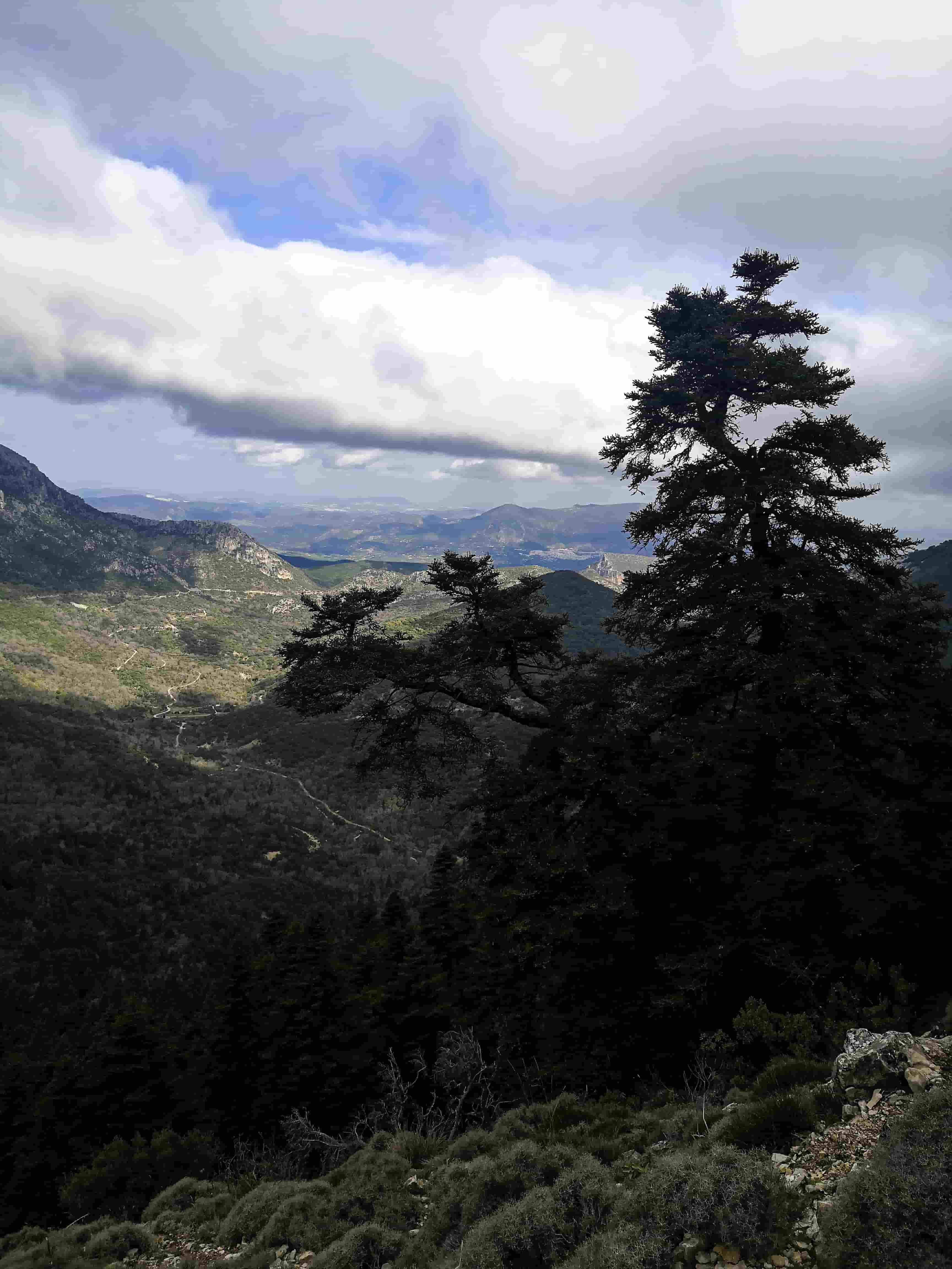 EL PINSAPO, EL ÁRBOL DE LA ARMADA INVENCIBLE