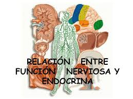 El sistema nervioso y su relación con el sistema endocrino.