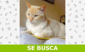 Servicio A La Comunidad
