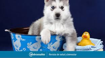 La extinción animal