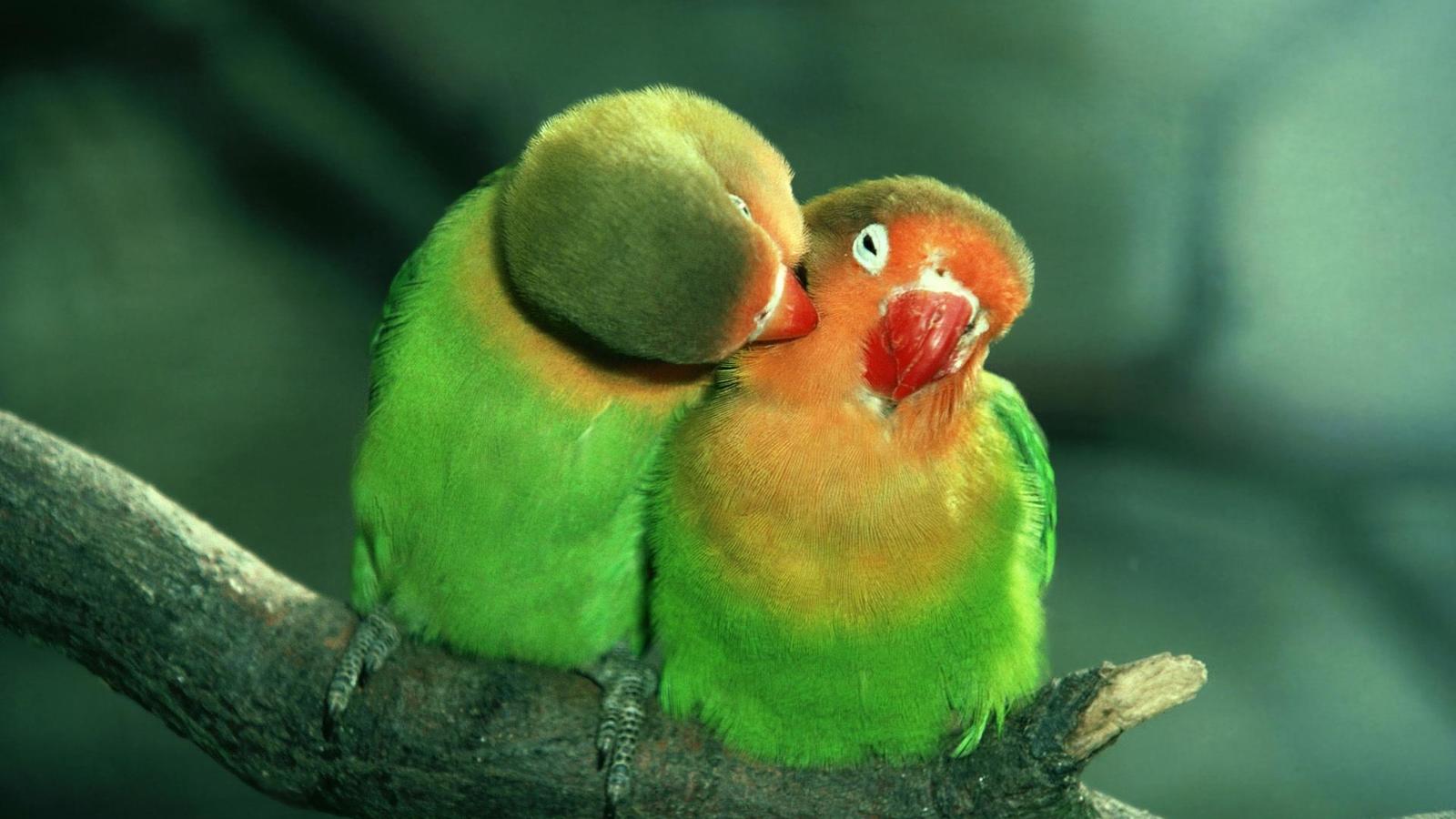 El amor por la naturaleza, comienza desde la persona.