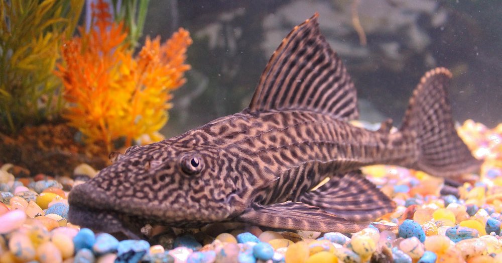 Acaba de Nacer ACUARIO Telegraf