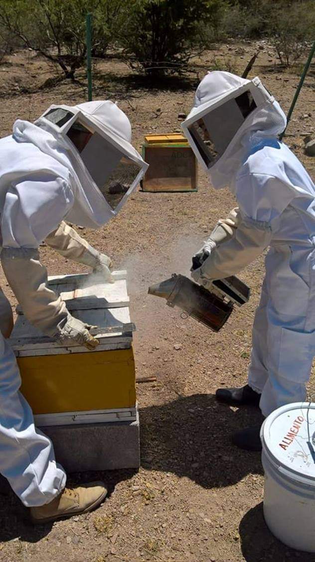 Mi experiencia con las abejas