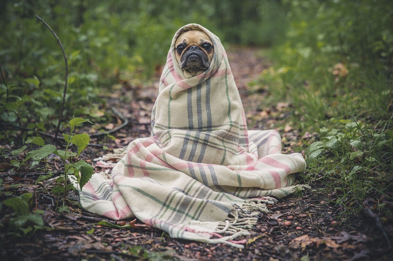 ¡Mi perro se lama Kichi!
