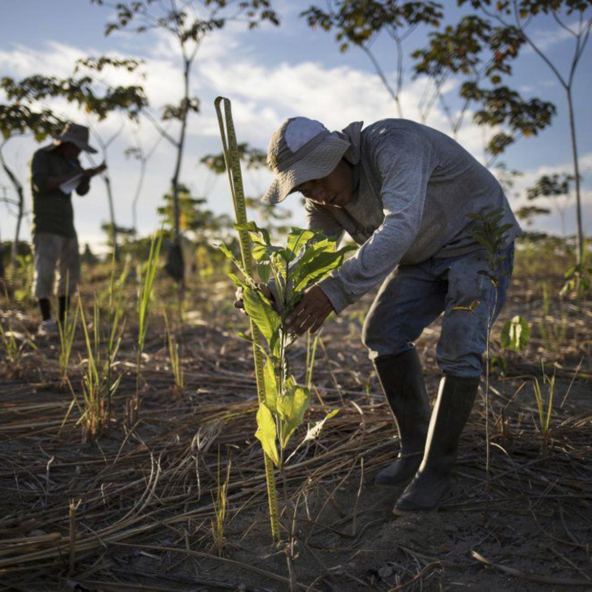 Reforestación en un campo perdido
