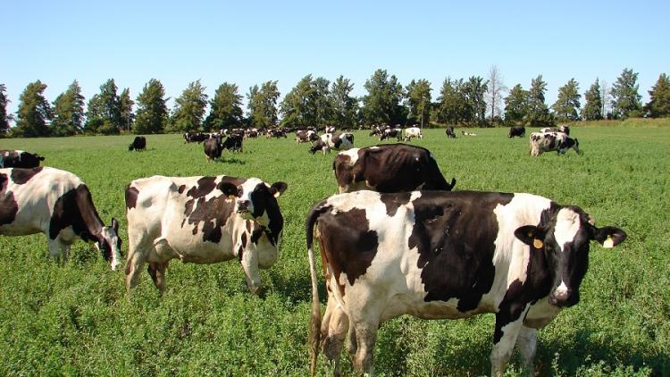 Como afecta las grandes producciones de ganado en el calentamiento global
