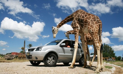 AFRICAM SAFARI